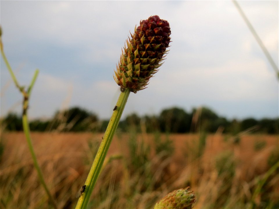 Großer Wiesenknopf (Sanguisorba officinalis) bei Wiesbaden-Nordenstadt