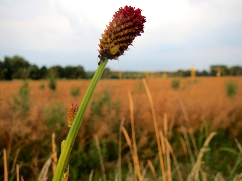 Großer Wiesenknopf (Sanguisorba officinalis) bei Wiesbaden-Nordenstadt
