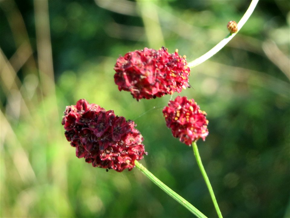Großer Wiesenknopf (Sanguisorba officinalis) im Naturschutzgebiet Bachwiesen/Leopoldswiesen im Hockenheimer Rheinbogen