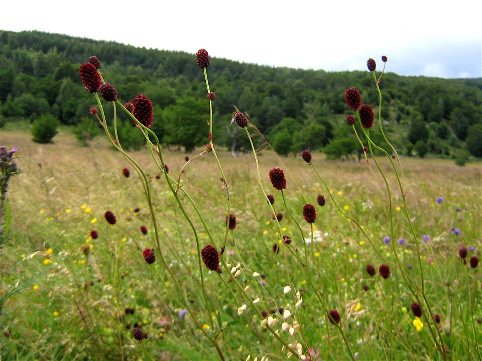 Grande pimprenelle (Aubrac, Massif central, France)
