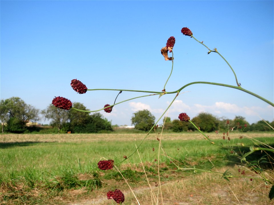 Großer Wiesenknopf (Sanguisorba officinalis) im Naturschutzgebiet Bachwiesen/Leopoldswiesen im Hockenheimer Rheinbogen