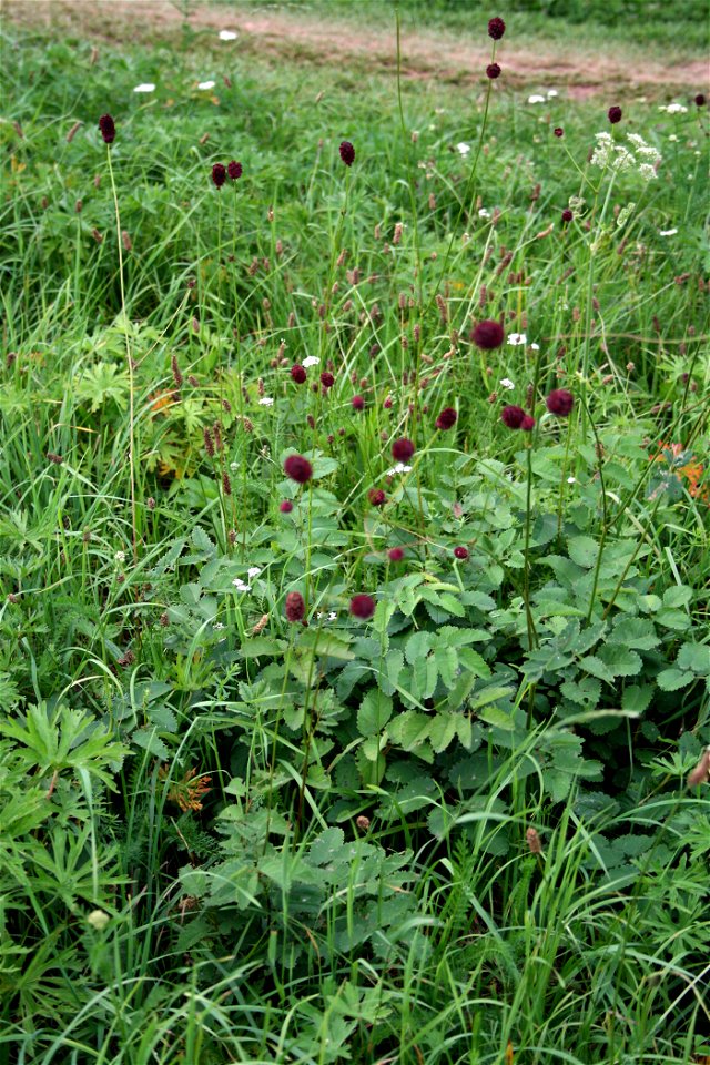 Sanguisorba officinalis, East Bohemia, central Europe
Krvavec toten
Date= July 2007

Author=Karelj