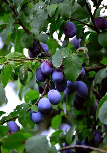 Ripe violet branch