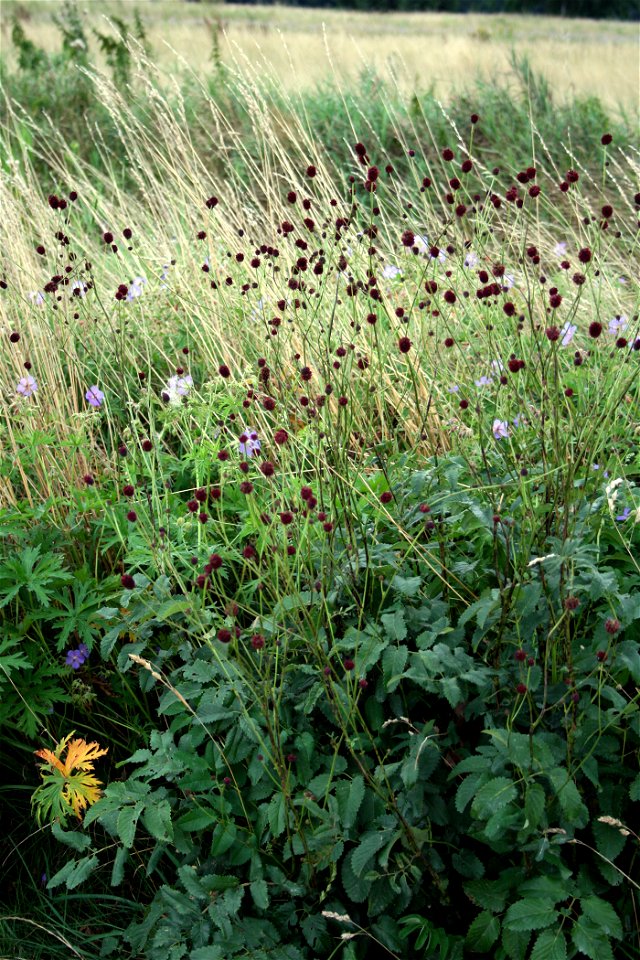 Sanguisorba officinalis, East Bohemia, central Europe
Krvavec toten
Date= July 2007

Author=Karelj