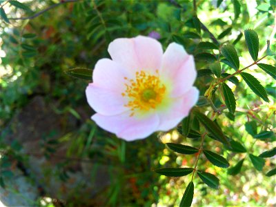 Rosa pimpinellifolia flower Dehesa Boyal de Puertollano, Spain photo