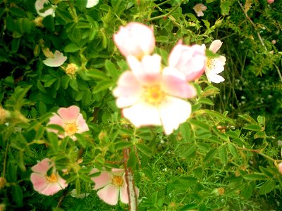 Rosa pimpinellifolia Flowers, Sierra de la Alfaguara, into Parque Natural de la Sierra de Huétor, Granada, Spain photo