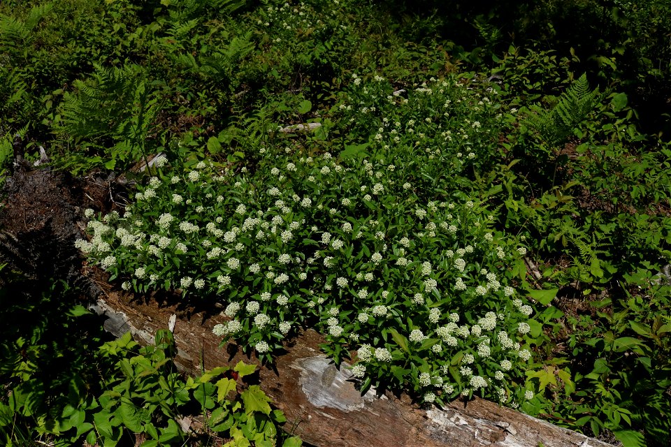 Ceanothus americanus.