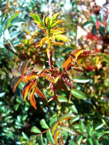 Rosa pimpinellifolia sprout Dehesa Boyal de Puertollano, Spain