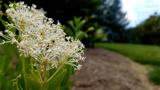 Chadwick Arboretum and Learning Gardens

Columbus, Ohio