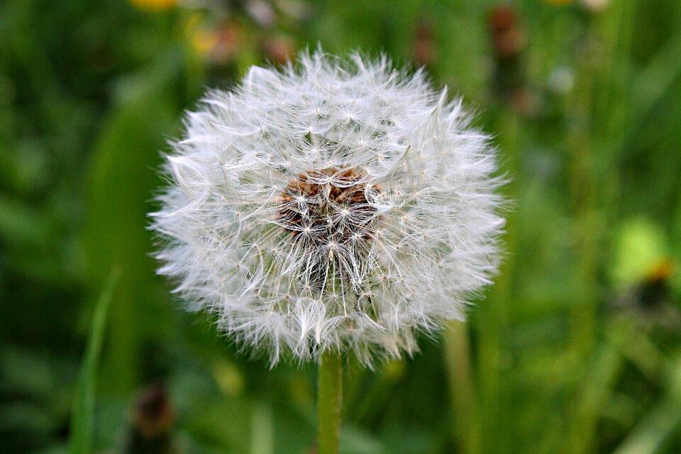 Dandelion nature flower