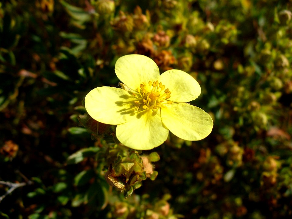 I am the originator of this photo. I hold the copyright. I release it to the public domain. This photo depicts a Dasiphora fruticosa flower.