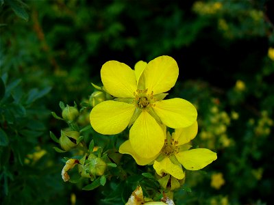 I am the originator of this photo. I hold the copyright. I release it to the public domain. This photo depicts a flower.