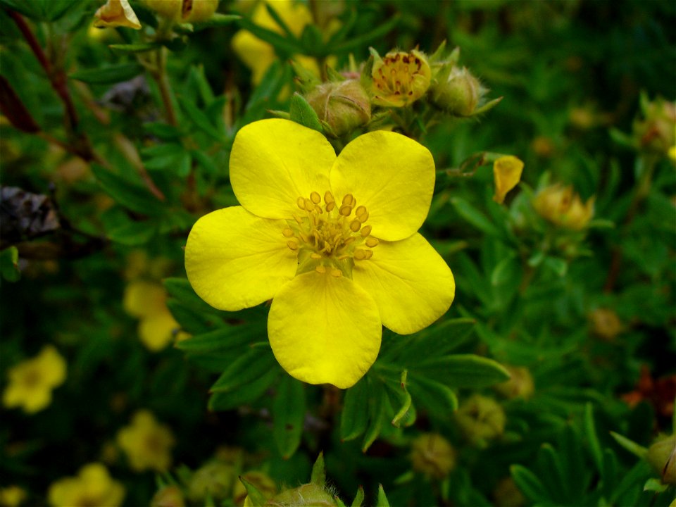 I am the originator of this photo. I hold the copyright. I release it to the public domain. This photo depicts a Dasiphora fruticosa flower.