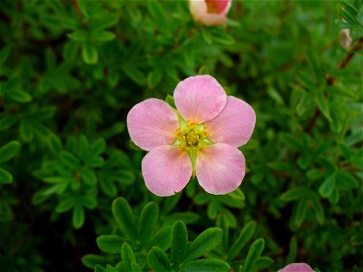 I am the originator of this photo. I hold the copyright. I release it to the public domain. This photo depicts a flower of Dasiphora fruticosa (syn. Potentilla fruticosa, probably a garden hybrid cult