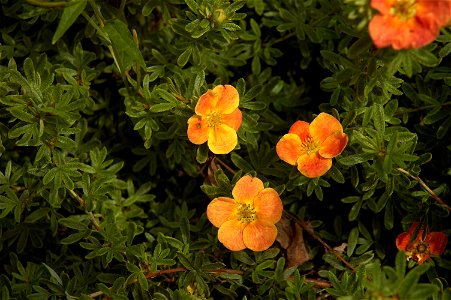 Potentilla fruticosa 'Red Ace' (Dasiphora fruticosa)