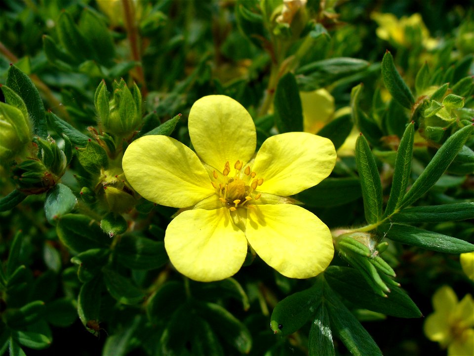 I am the originator of this photo. I hold the copyright. I release it to the public domain. This photo depicts a Dasiphora fruticosa flower.