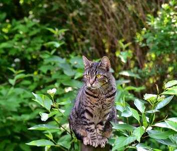 Pet domestic cat nature photo