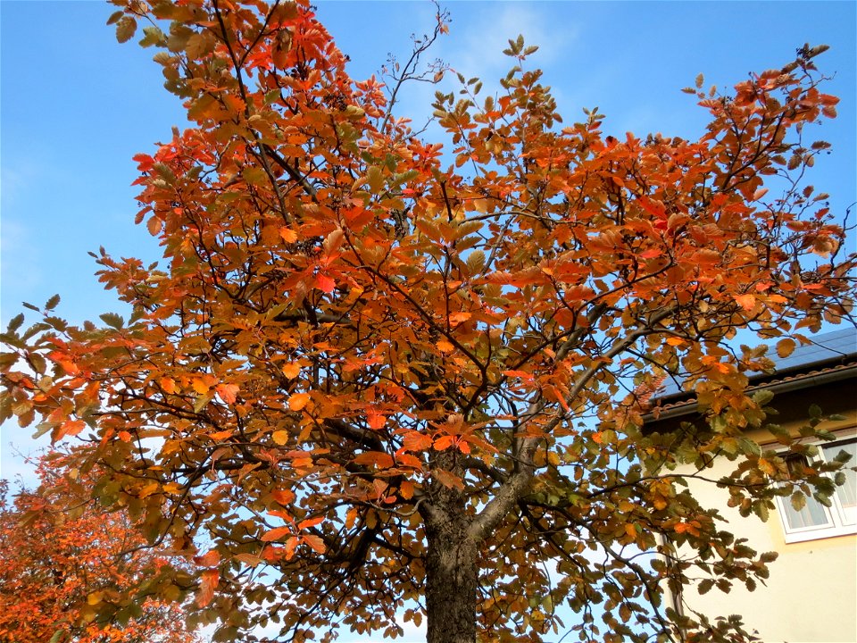 Schwedische Mehlbeere (Sorbus intermedia) in Hockenheim
