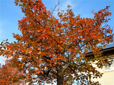 Schwedische Mehlbeere (Sorbus intermedia) in Hockenheim