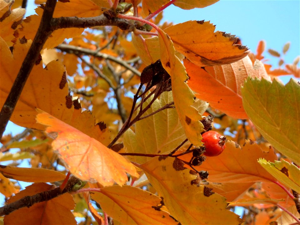 Schwedische Mehlbeere (Sorbus intermedia) in Hockenheim