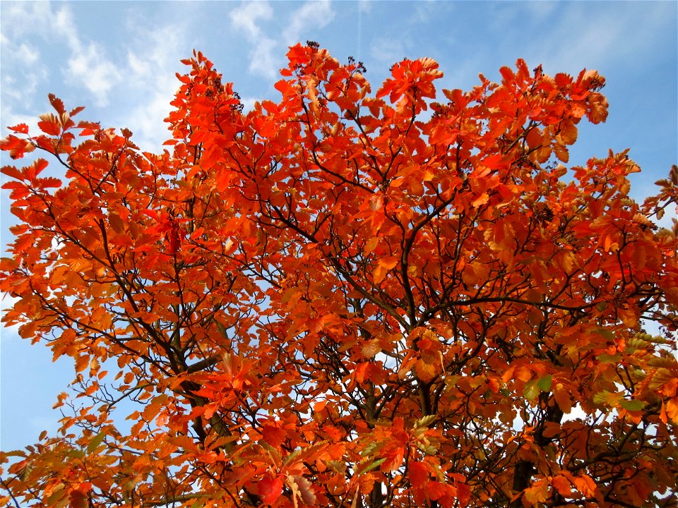 Schwedische Mehlbeere (Sorbus intermedia) in Hockenheim