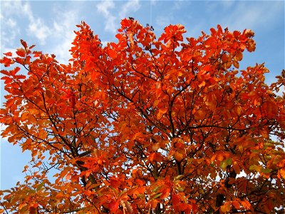 Schwedische Mehlbeere (Sorbus intermedia) in Hockenheim