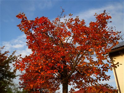 Schwedische Mehlbeere (Sorbus intermedia) in Hockenheim