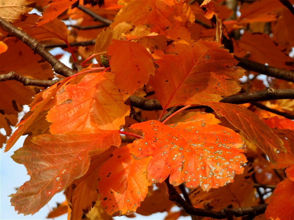 Schwedische Mehlbeere (Sorbus intermedia) in Hockenheim