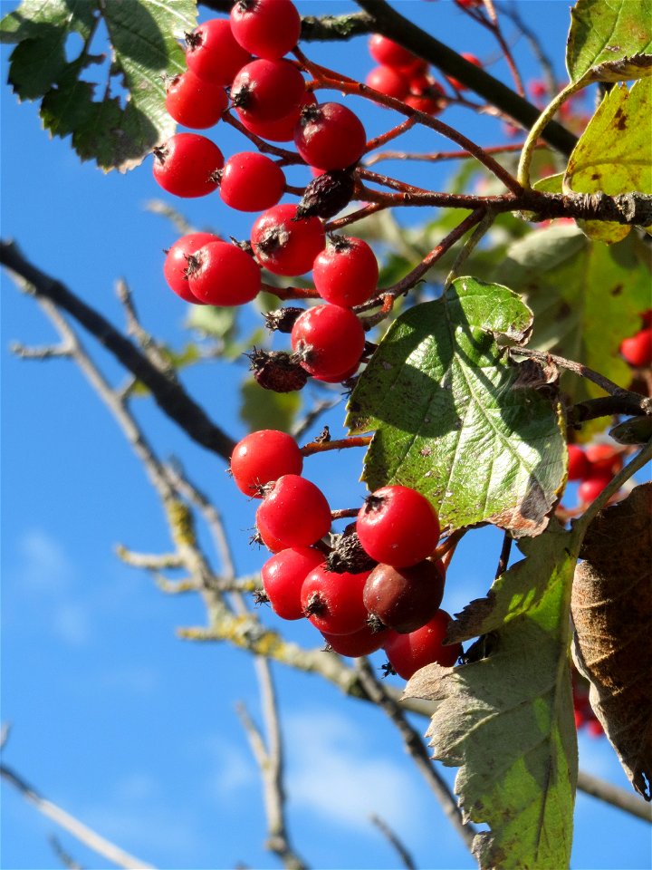 Schwedische Mehlbeere (Sorbus intermedia) bei Reilingen