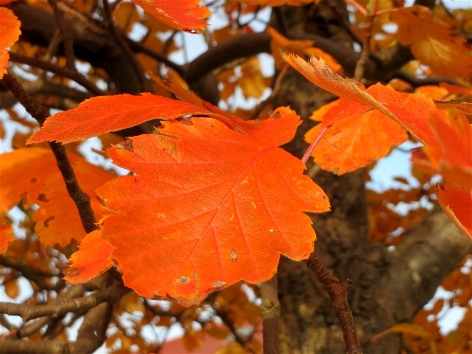 Schwedische Mehlbeere (Sorbus intermedia) in Hockenheim