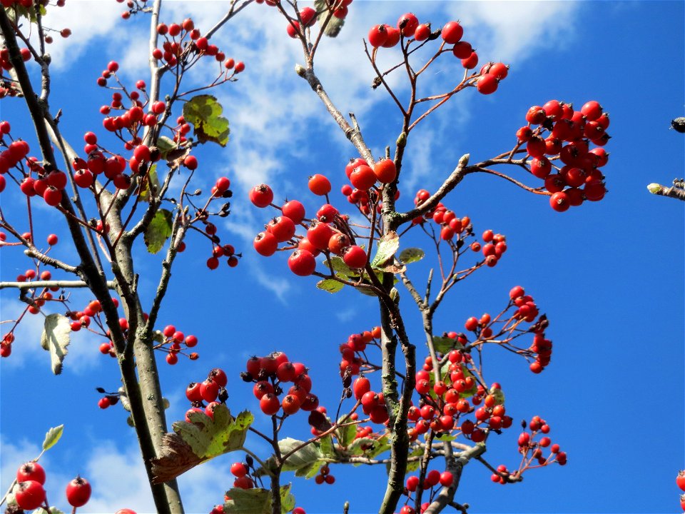 Schwedische Mehlbeere (Sorbus intermedia) bei Reilingen
