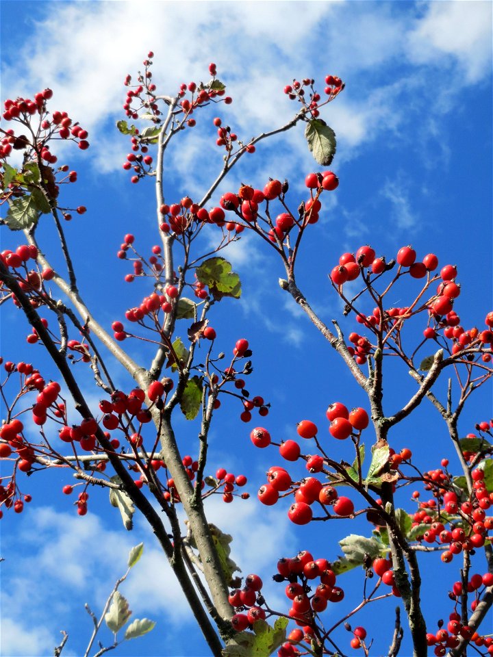 Schwedische Mehlbeere (Sorbus intermedia) bei Reilingen