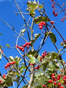 Schwedische Mehlbeere (Sorbus intermedia) bei Reilingen