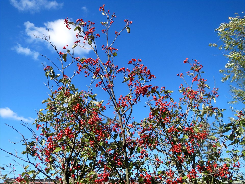 Schwedische Mehlbeere (Sorbus intermedia) bei Reilingen