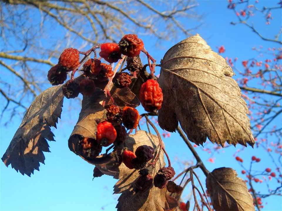 Schwedische Mehlbeere (Sorbus intermedia) in Hockenheim