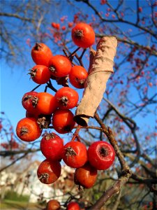 Schwedische Mehlbeere (Sorbus intermedia) in Hockenheim