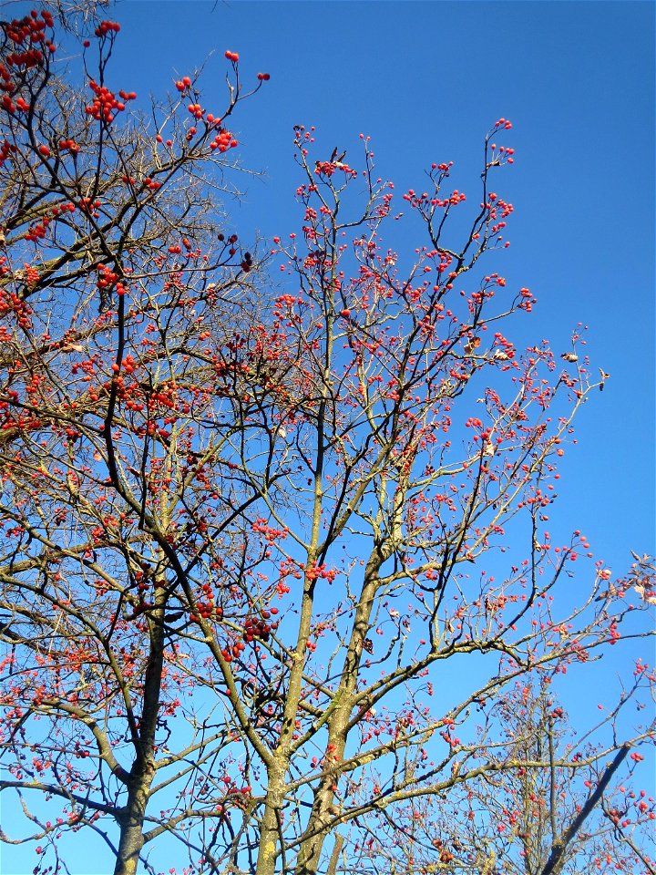 Schwedische Mehlbeere (Sorbus intermedia) in Hockenheim