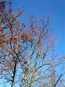 Schwedische Mehlbeere (Sorbus intermedia) in Hockenheim