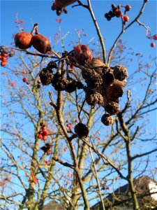 Schwedische Mehlbeere (Sorbus intermedia) in Hockenheim
