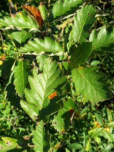 Schwedische Mehlbeere (Sorbus intermedia) bei Neulußheim