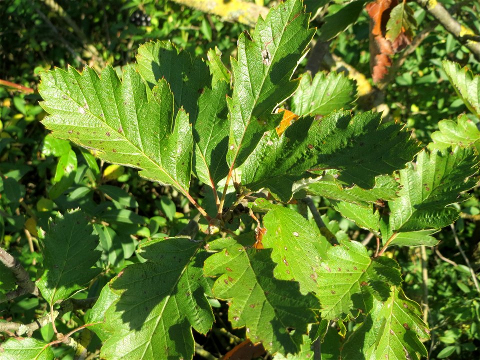Schwedische Mehlbeere (Sorbus intermedia) bei Neulußheim