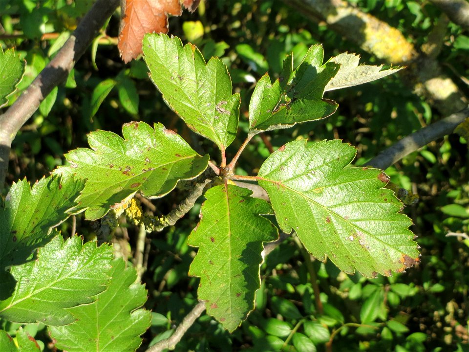 Schwedische Mehlbeere (Sorbus intermedia) bei Neulußheim