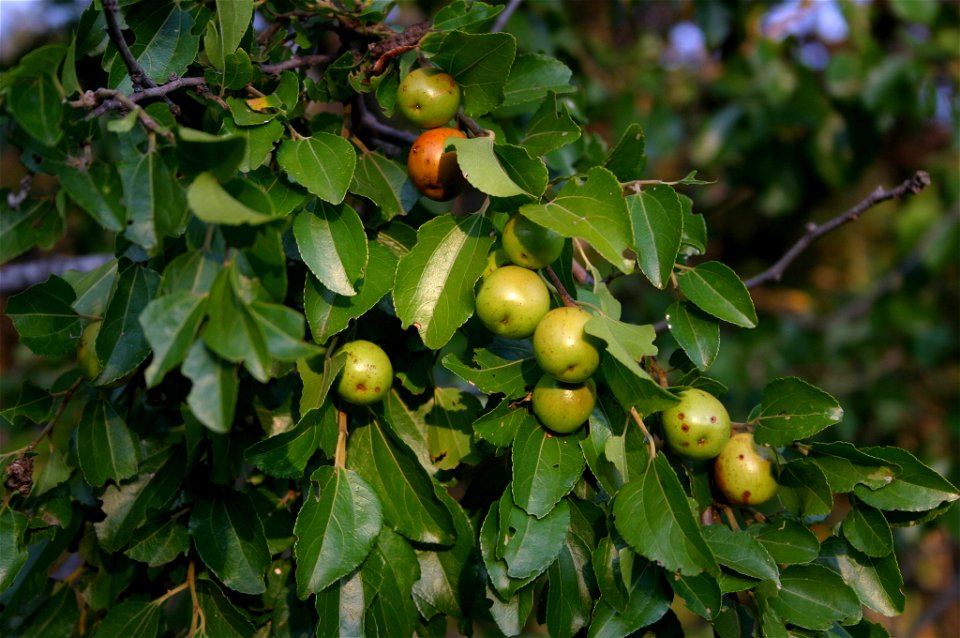 Foliage and fruit of a Buffalo thorn in the Magaliesberg