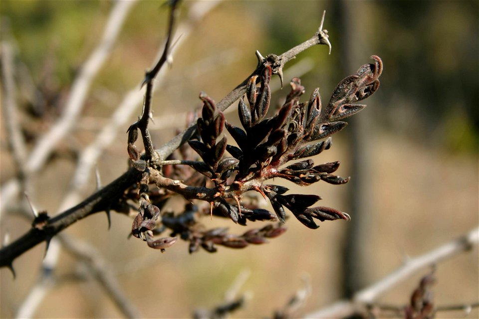 Witch's broom on Buffalo thorn at Hamerkop Kloof in the Magaliesberg, South Africa