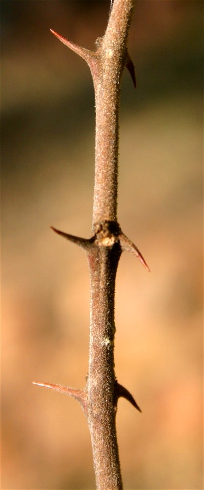 Twig and thorns of a Buffalo thorn in the Magaliesberg, South Africa