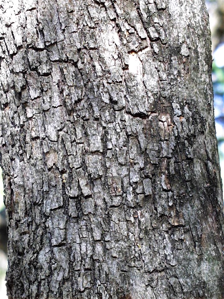Stem and bark of a Buffalo thorn in the Magaliesberg, South Africa