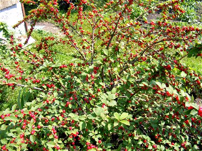 Куст войлочной вишни, усыпанный ягодами. Мордовия, лето 2008 г. photo
