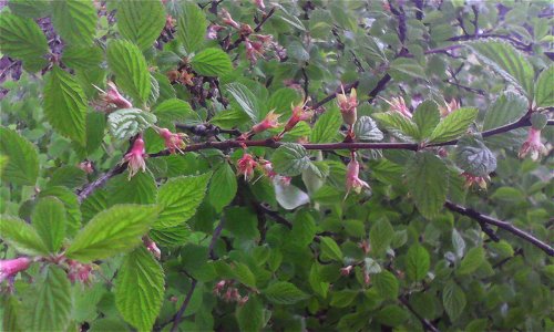 Вишня войлочная (Prunus tomentosa). Цветение, Россия, г. Челябинск, 25 мая 2017