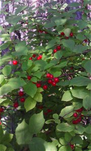 Вишня войлочная (Prunus tomentosa). Зрелые плоды, Россия, г. Челябинск, 20 июля 2017 photo