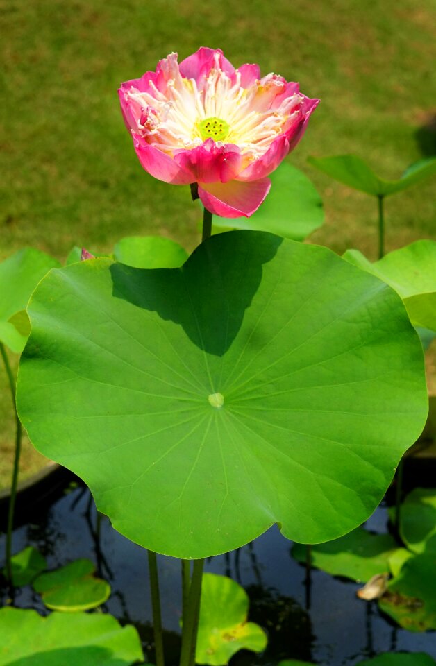 Flower pond aquatic